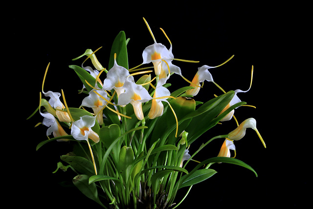 Masdevallia fuchsii