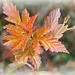 Physocarpus