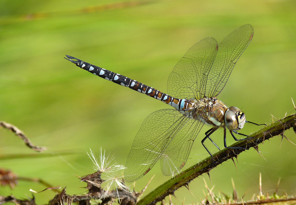 Migrant Hawker Male