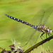 Migrant Hawker Male