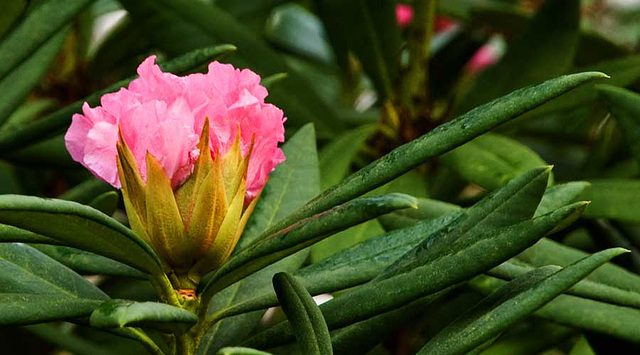 rhododendron in November