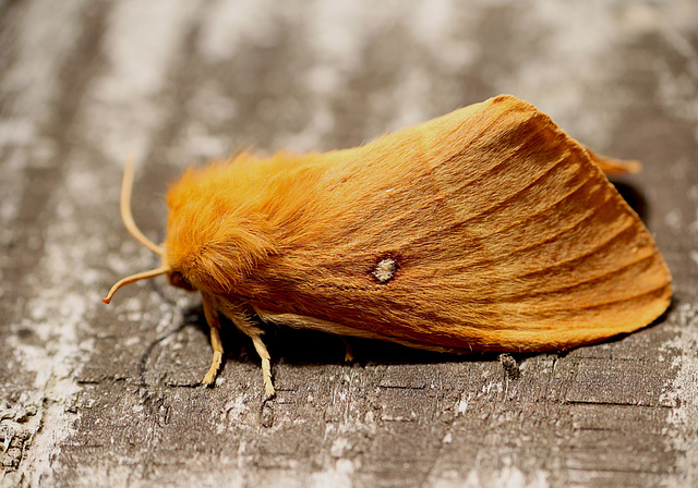 Female Oak Eggar