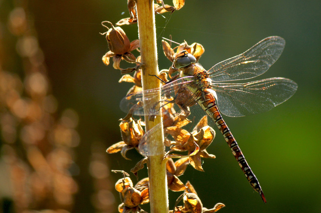 Migrant Hawker Female