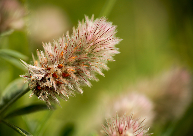 Hares-foot Clover