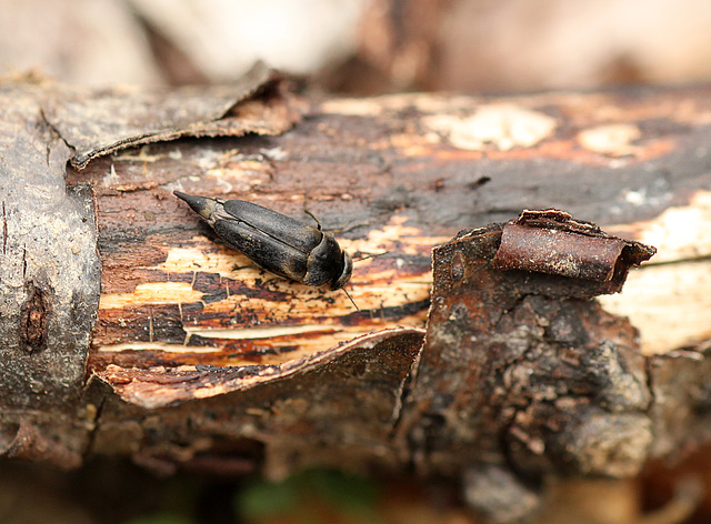 Tumbling Flower Beetle