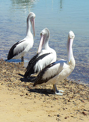 pelicans in San Remo