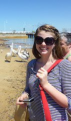 pelicans in San Remo