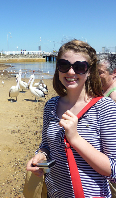 pelicans in San Remo