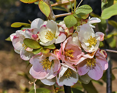 "Toyo Nishiki" Flowering Quince – National Arboretum, Washington, DC