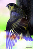 Siskin