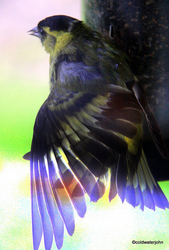 Siskin