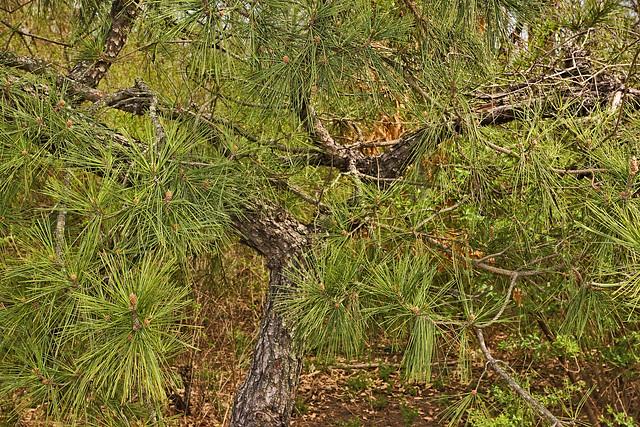 Boughs and Needles – Lake Artemesia, College Park, Maryland