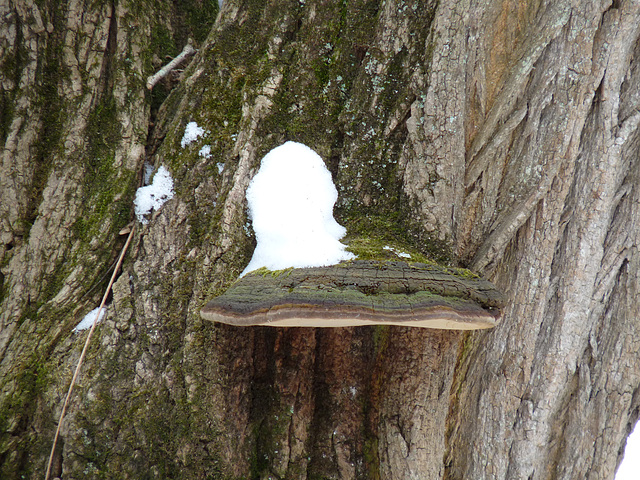 mushroom