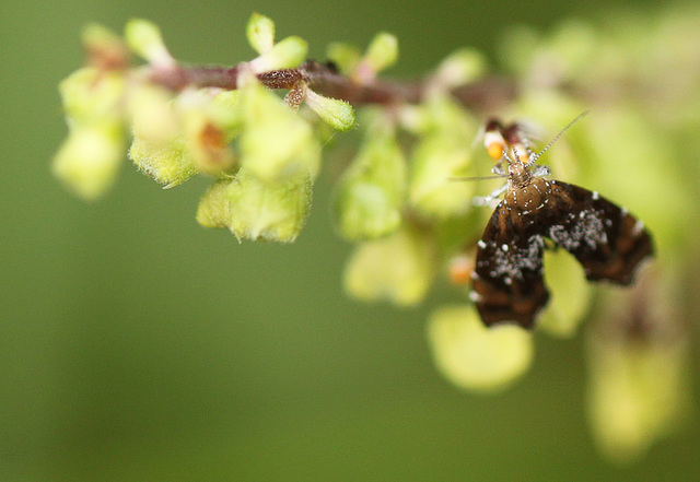 Prochoreutis myllerana