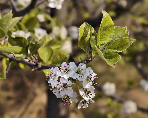 Bradford Pear Blossoms – Lake Artemisia, Prince George's County, Maryland