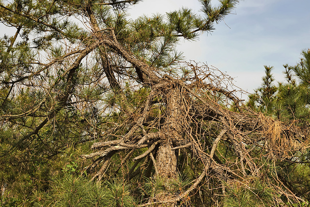 The Old Tree at the End of the Lake – Lake Artemesia, College Park, Maryland