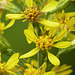 Golden-rod