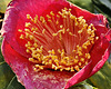 Bonsai "Higo" Japanese Camellia – National Arboretum, Washington D.C.