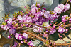 Honey from the Rock – National Arboretum, Washington, DC