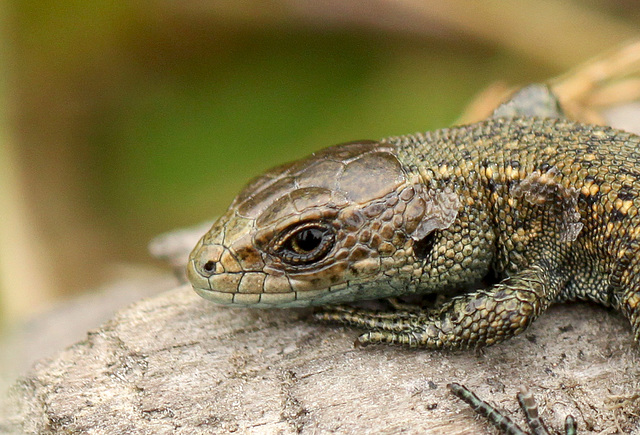 Young Lizard Face