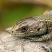 Young Lizard Face