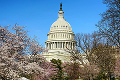 The United States Capitol at Cherry Blossom Time – Washington, DC