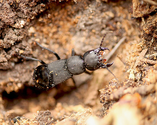 Devil's Coach Horse Beetle