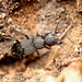 Devil's Coach Horse Beetle