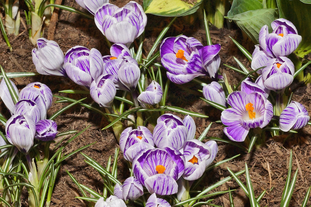 "Striped Beauty" Spring Crocus – Philadelphia Flower Show, Philadelphia, Pennsylvania