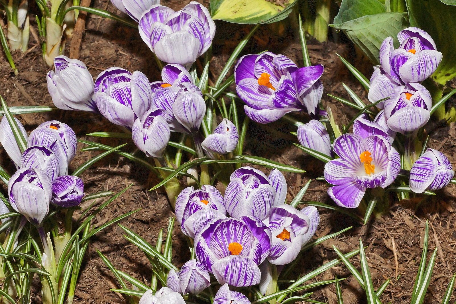 "Striped Beauty" Spring Crocus – Philadelphia Flower Show, Philadelphia, Pennsylvania