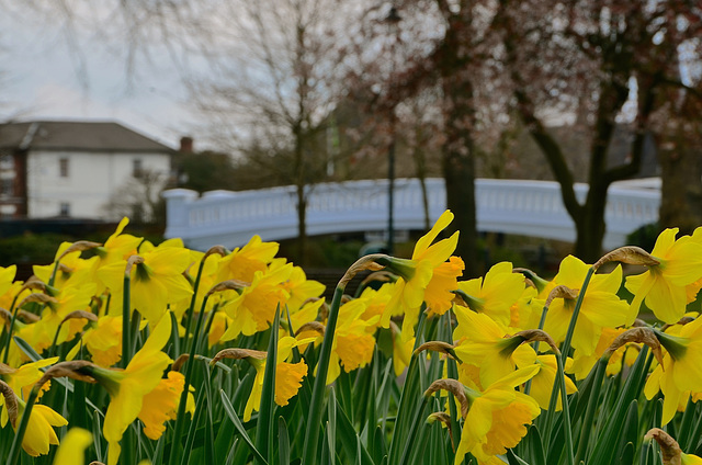 Victoria Park, Stafford