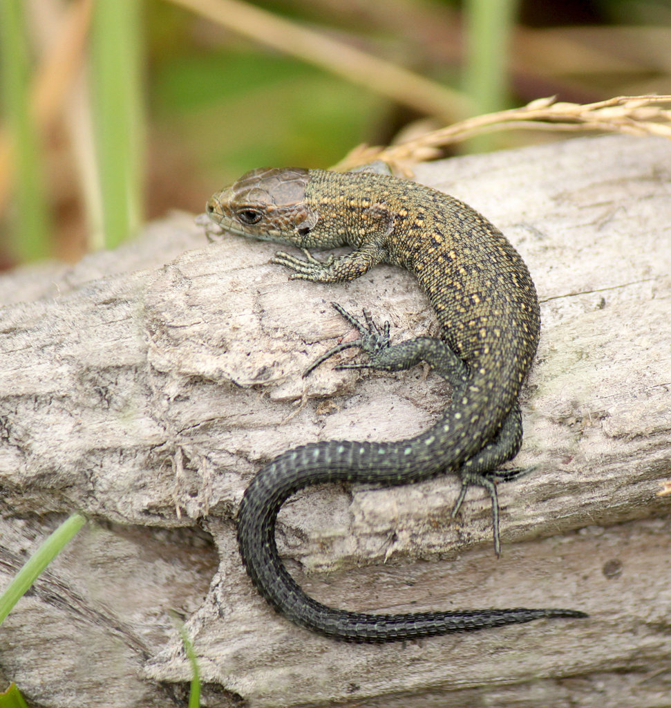 Lizard Sunning