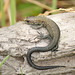 Lizard Sunning