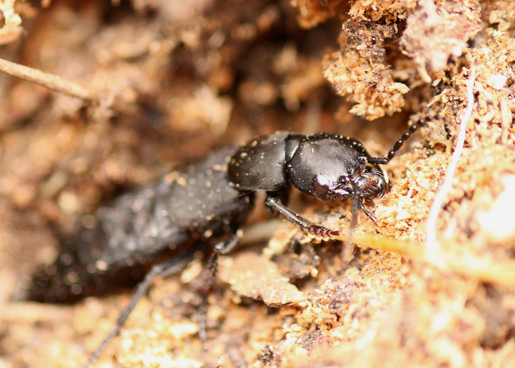 Devil's Coach Horse Beetle