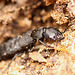 Devil's Coach Horse Beetle