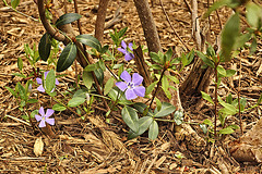 Periwinkles in the Forest – Lake Artemesia, College Park, Maryland
