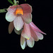 Dendrobium Mountain Magic