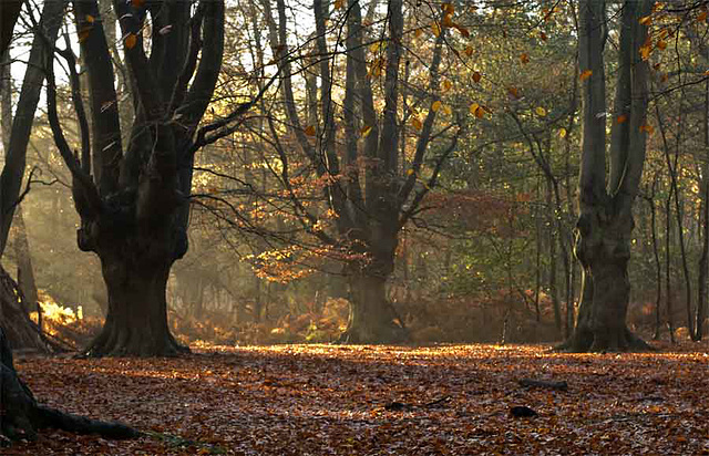 Epping Forest in November