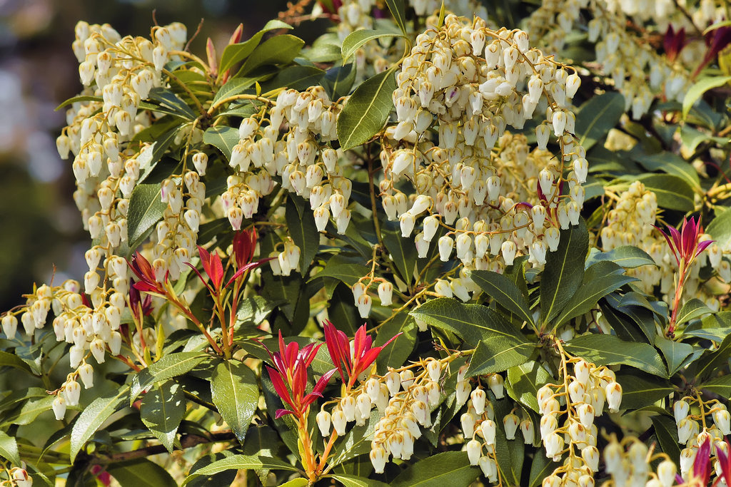 Pieris Japonica – National Arboretum, Washington D.C.