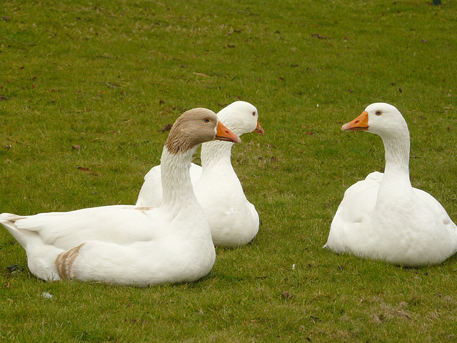 3 Geese A Layin'
