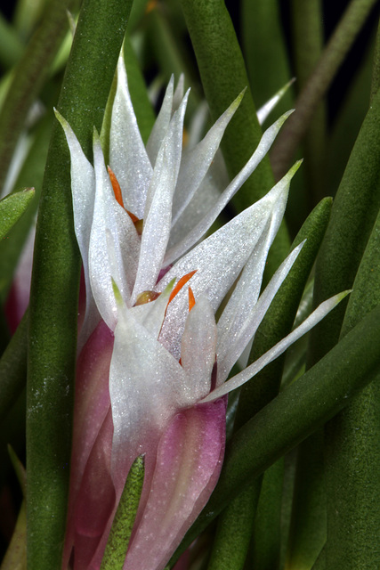 Dendrobium hellwigianum