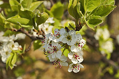 Bokeh Bouquet – Lake Artemesia, College Park, Maryland