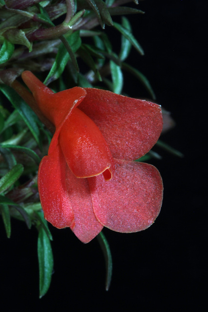 Dendrobium agathodaemonis