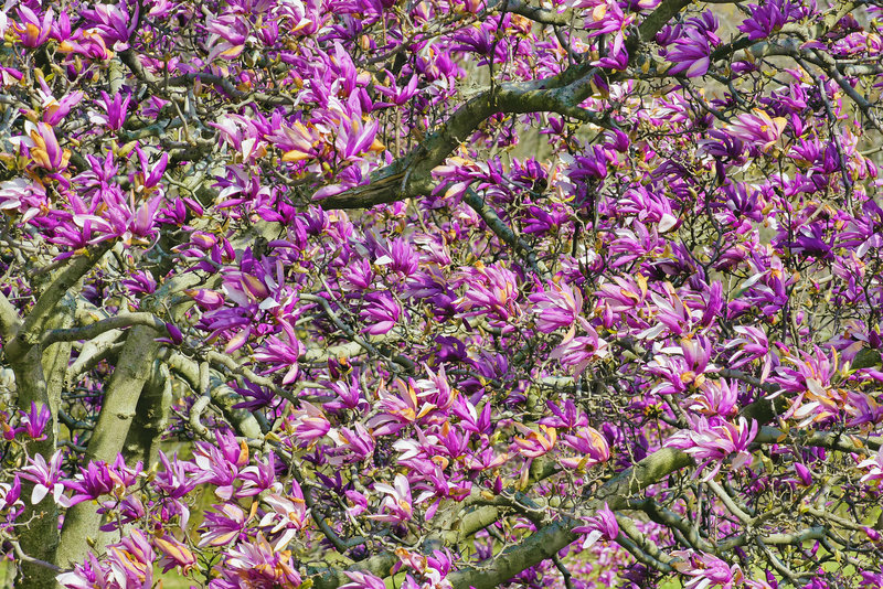 A Magnolia Tree Blowing in the Wind – National Arboretum, Washington D.C.