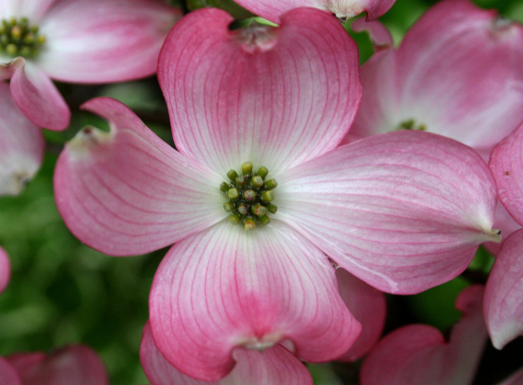 Pink Dogwood Blossom