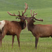 Elk at a Ranch