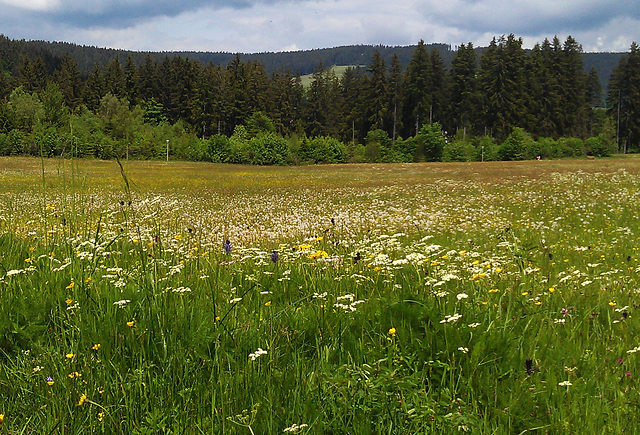 Schwarzwald