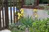 Iris non identifié