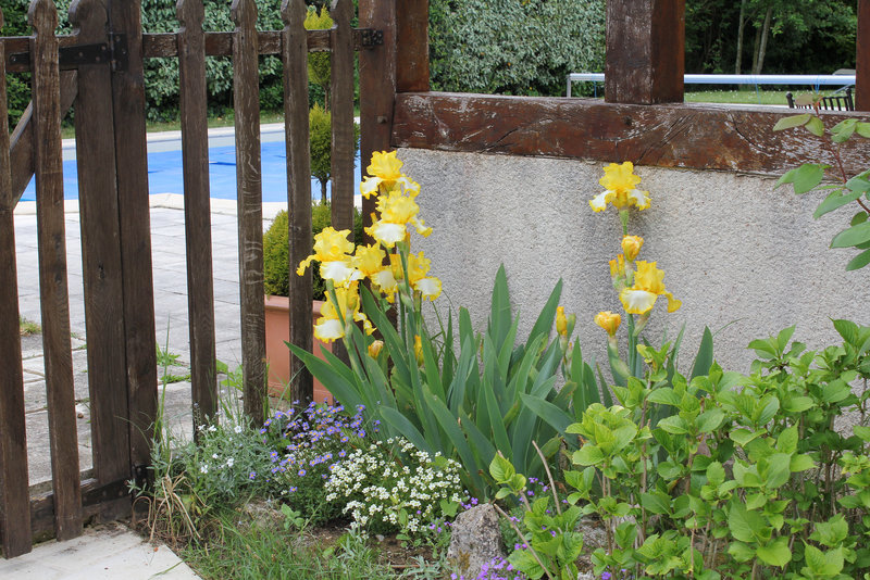 Iris non identifié