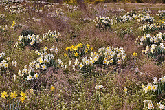 A Dell of 'dills – Lake Artemesia, College Park, Maryland